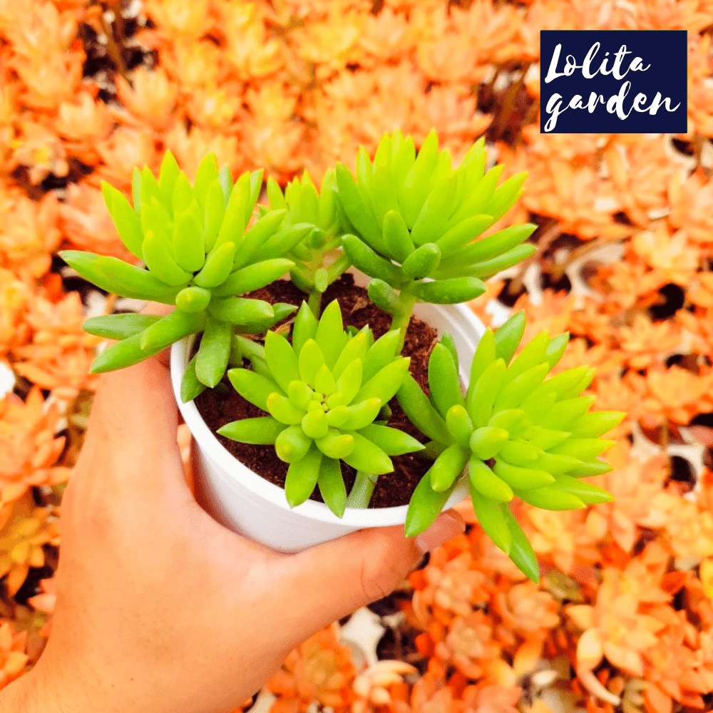 Sen đá chuỗi ngọc đứng Đà Lạt size trung bình cây cảnh trang trí nhà cửa Lolita garden