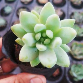 Sen đá chuỗi ngọc trắng mới