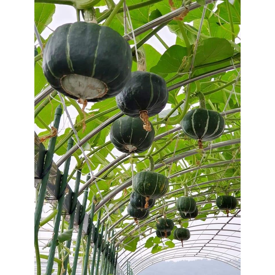 Bí Ngô Butter Cup Mỹ