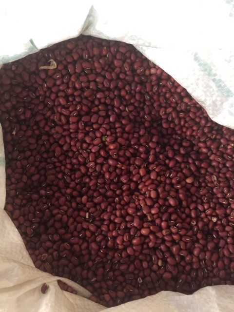 Đậu đỏ quê hạt nhỏ