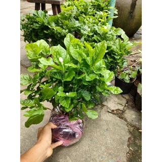 Chậu hoa lài ta tiểu thư (hoa kép)