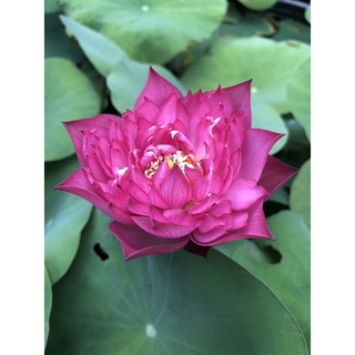 Củ sen hồng mini Everything Pink