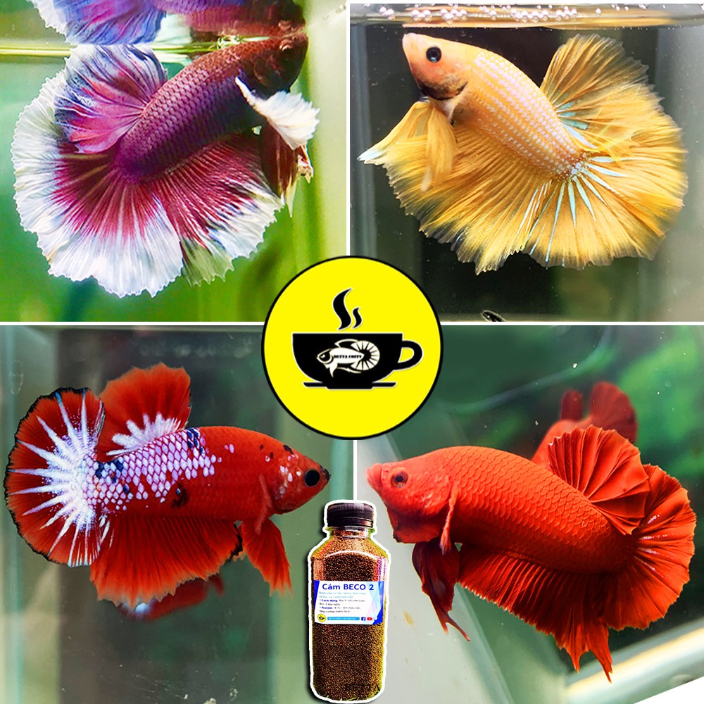 BETTA FULL FOOD - BETTA COFFY ☕️ Thức ăn cho cá