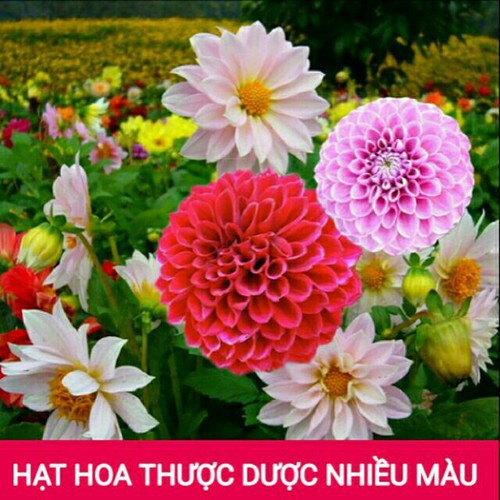 Hạt giống hoa thược dược- memtom91