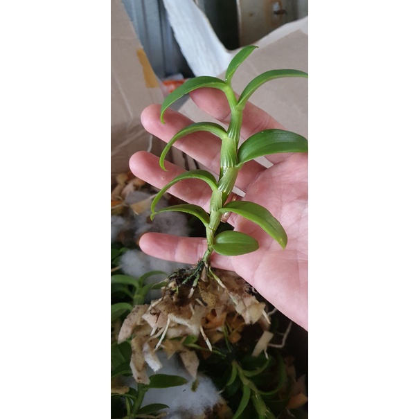 5ct phú thọ gieo hạt