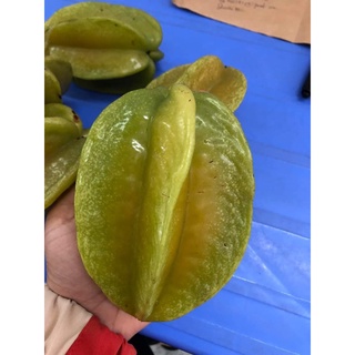 Cây giống khế chua