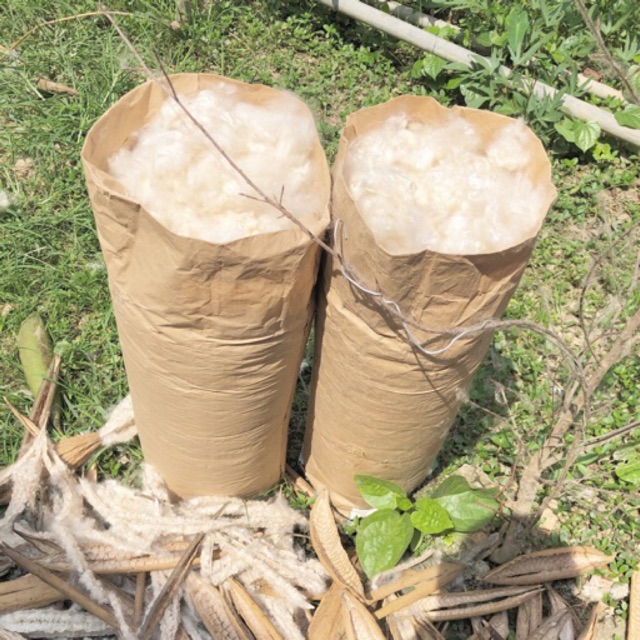 Combo 2kg Bông Gòn Tự Nhiên 100%