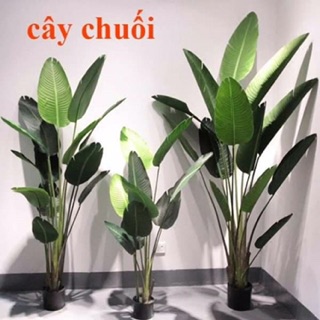 Cây chuối cảnh 1,2m siêu đẹp