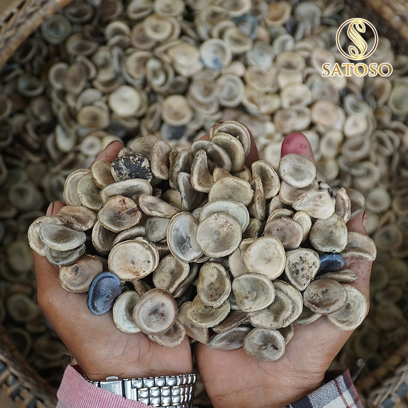 Hạt mã tiền khô thượng hạng giúp mạnh gân cốt, thông kinh lạc SATOSO 1kg SA60