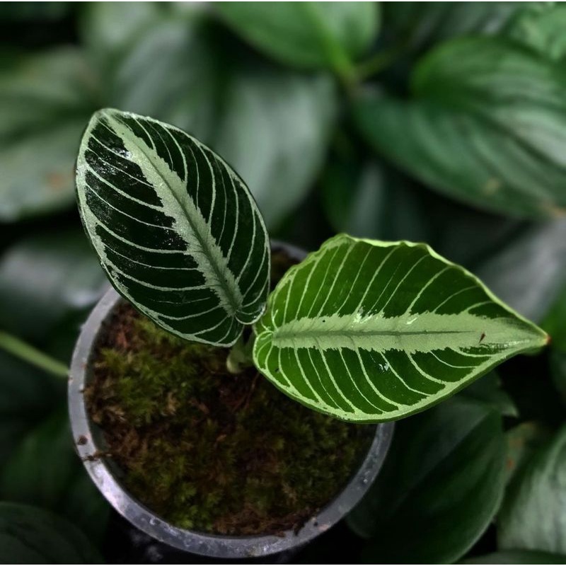 Cefronn Bạc Gốc