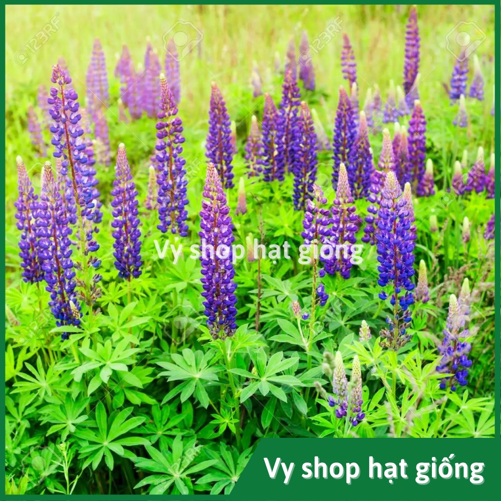 Hạt giống hoa đậu Lupin - Lupinus Micranthus mix màu gói 50 hạt