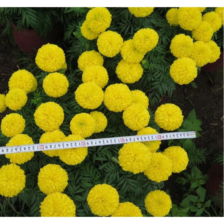 Hạt giống hoa Vạn Thọ vàng chanh Lùn F1 - 30 hạt - Chiều cao dạng cây Lùn 40cm - 50cm