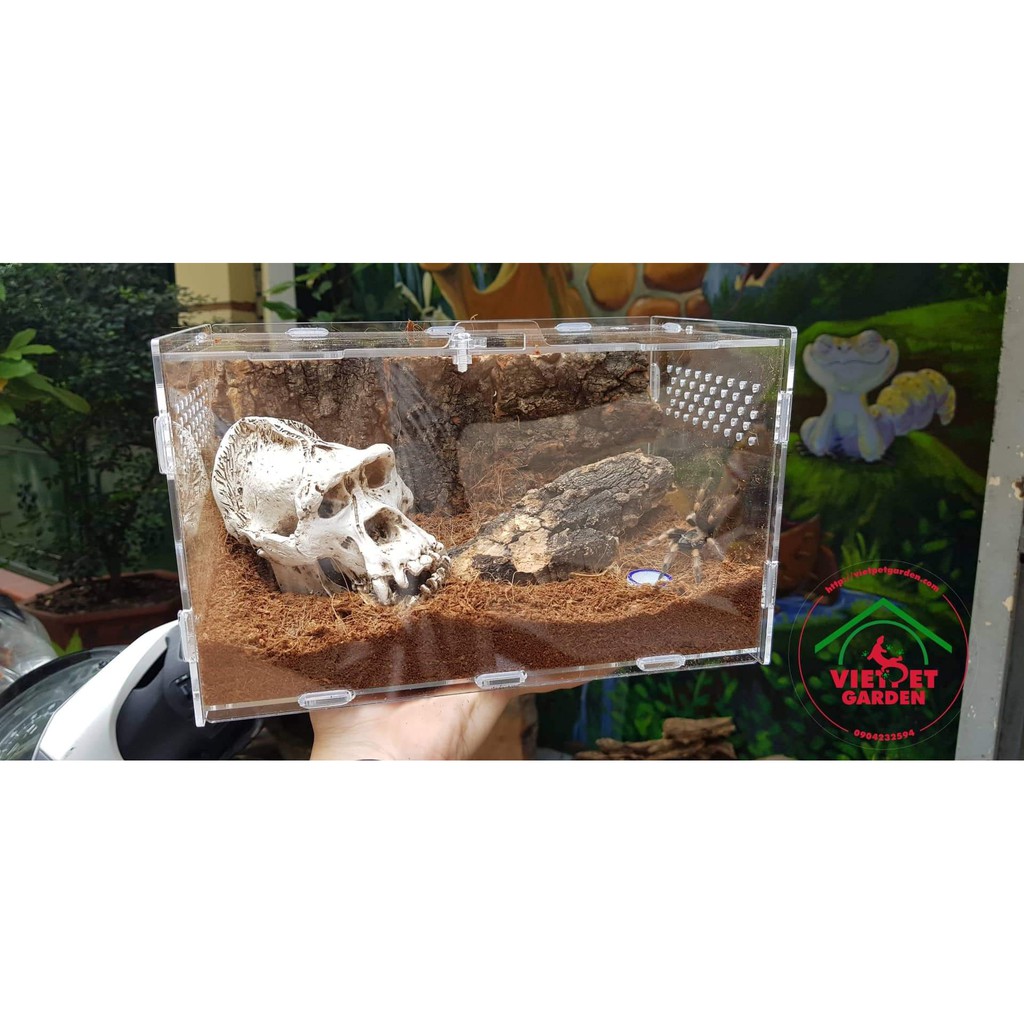 Tank Mica cho nhện - Hộp mica nuôi côn trùng nhện, bọ cạp cảnh - Vietpetgarden