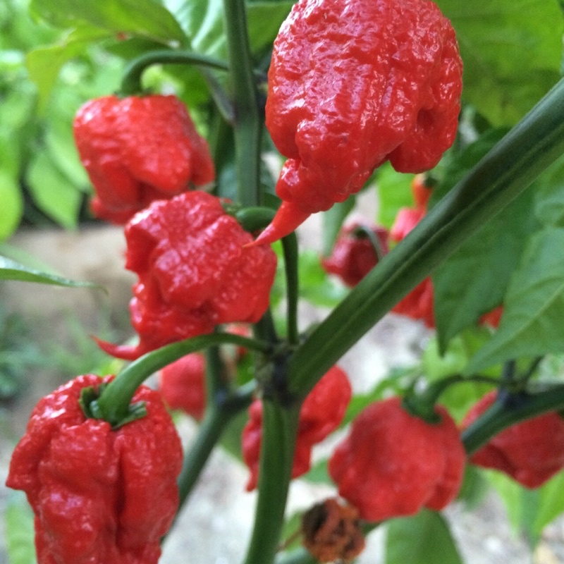 Hạt giống Ớt Carolina Reaper - Cay nhất thế giới - 5 Hạt Nhập Khẩu Mỹ