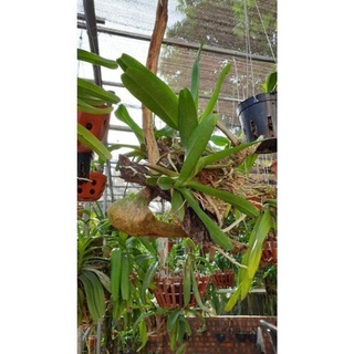 ( HELOO) . Hoa lan bạch nhạn ( cây to 40cm)+ 700g phân thỏ hữu cơ