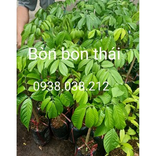 CÂY GIỐNG BÒN BON THÁI