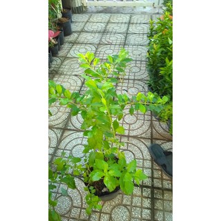 Cây chuỗi ngọc hoa tím