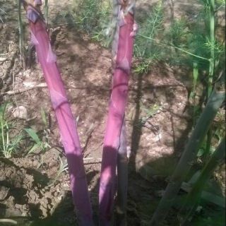 30  hạt giống măng tây tím