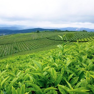 Trà Oolong Cầu Đất Farm Bao Thiếc (200g)