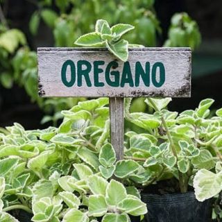 Lá Oregano 10gram