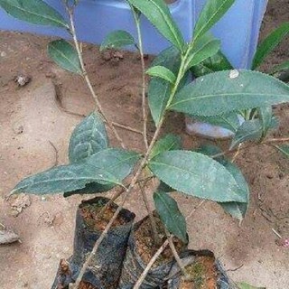 💙Cây giống chè xanh trồng chậu