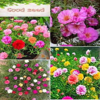 HẠT GIỐNG HOA MƯỜI GIỜ MỸ MIX️ GÓI NHIỀU MÀU CỰC ĐẸP SIÊU DỄ TRỒNG