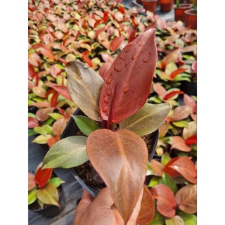 cây giống Philodendron orange princess