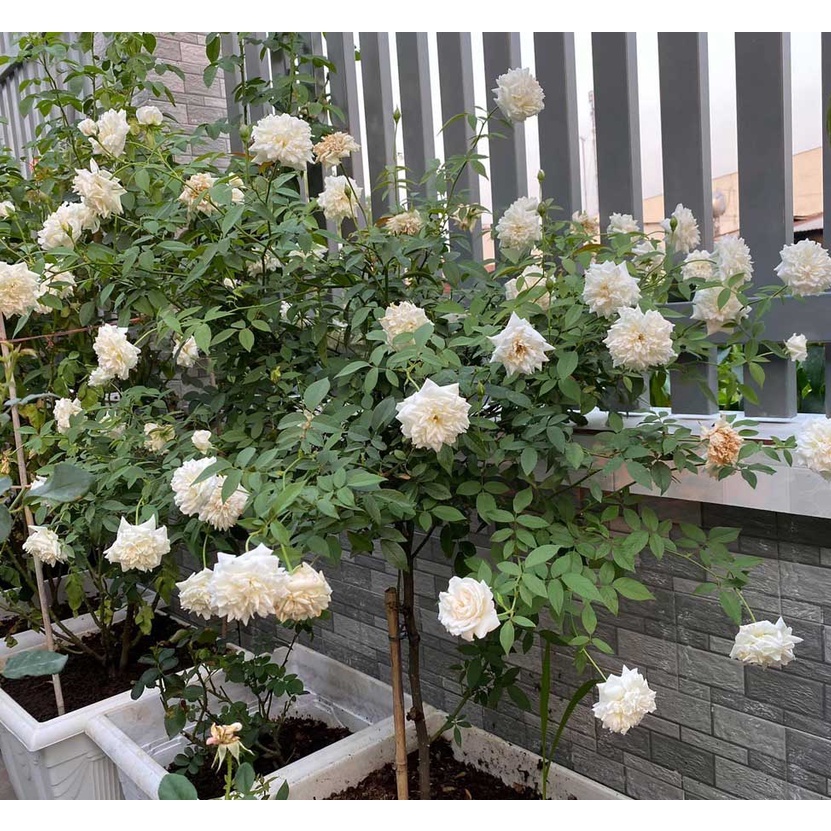 Hạt giống Hoa hồng Bạch Xếp/ bạch Nam Định 10 hạt ĐẾN MÙA TRỒNG TẾT