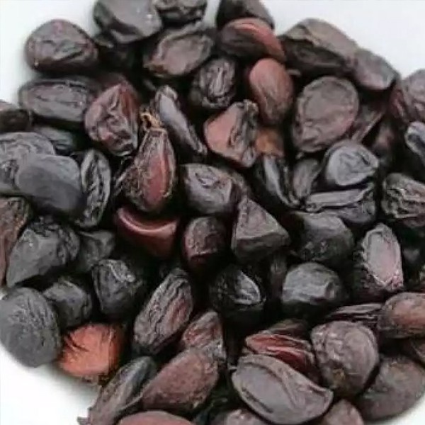 Hạt Dổi Rừng Sa Pa Loại Gia Vị Đặc Biệt Của Tây Bắc Ăn Một Lần Nhớ Cả Đời, Gia Vị Ngon Cho Mọi Nhà