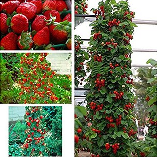 50 HẠT DÂU TÂY LEO ĐỎ