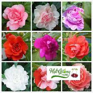 50 Hạt giống hoa móng tay kép LINH NGOC