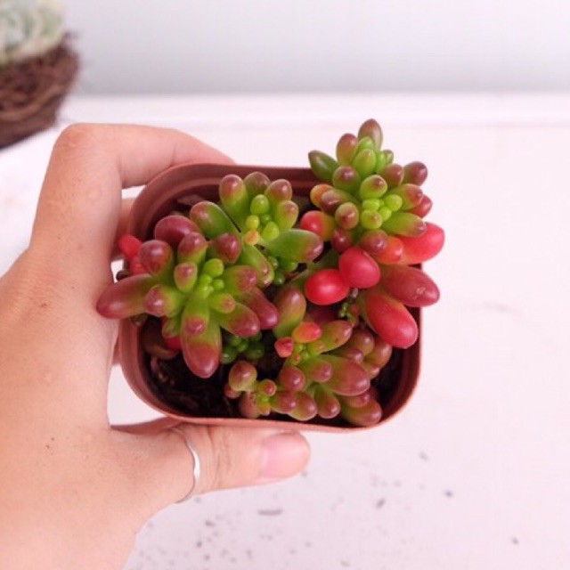 (SEDUM RUBROTINCTUM) SEN ĐÁ THẠCH NGỌC SỮA VAR VÀ THẠCH NGỌC ĐỎ