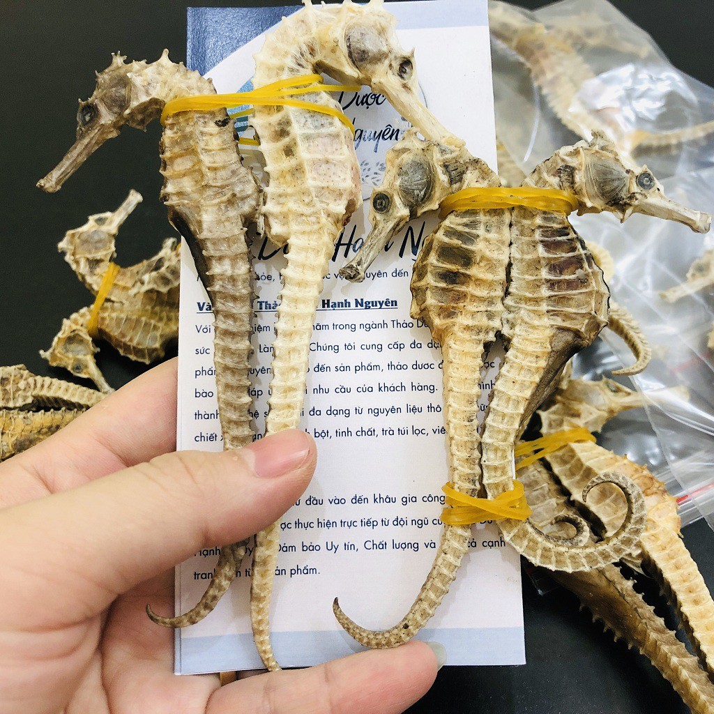 [Video thật] Cá Ngựa (2 con Đực-Cái)