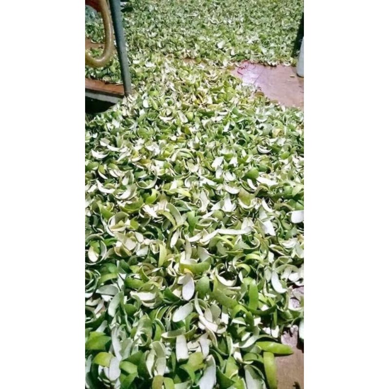 Tinh dầu bưởi - Xịt bưởi thảo dược kích mọc tóc | BigBuy360 - bigbuy360.vn