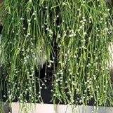 Cây ngọc khúc nhỏ, đã có rễ