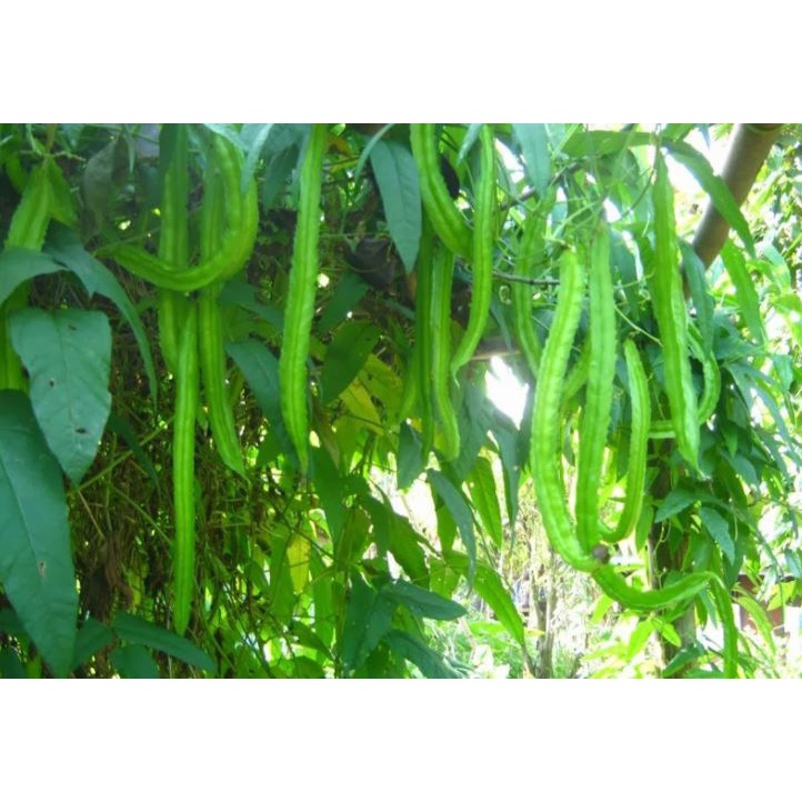 10Gram Đậu rồng  Siêu Quả Giòn Ngon