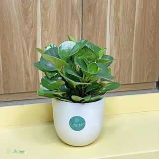 Cây trường sinh để bàn (ảnh thật)