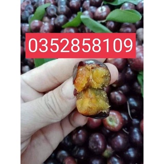 Cây hồng quân