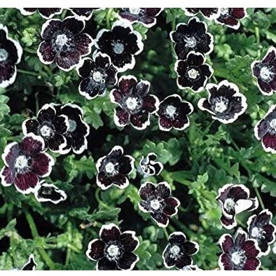 HẠT GIỐNG HOA mắt nai đen quý, Nemophila Discoidalis, Shade Loving Plant