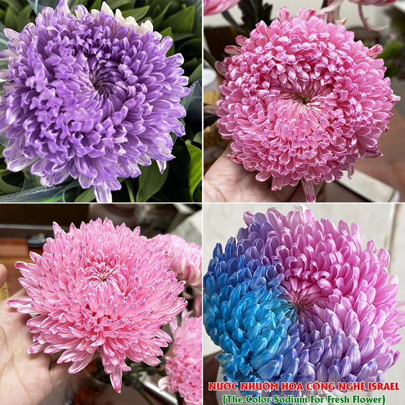 NƯỚC NHUỘM HOA CẮT CÀNH ĐỦ MÀU SẮC THEO CÔNG NGHỆ ISRAEL GIÚP HOA TƯƠI HÚT NƯỚC ĐỂ ĐỔI MÀU SẮC