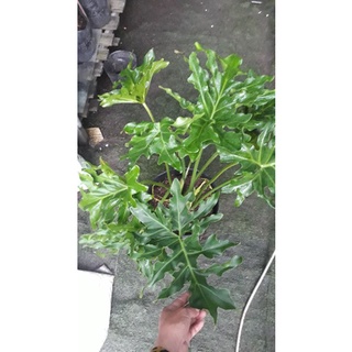 Cây Trầu bà thanh xuân cao 60cm