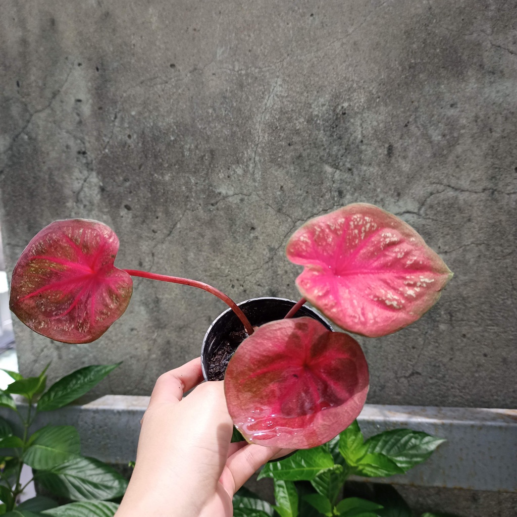 Cây baret caladium full đỏ màu cực hiếm - Ship toàn quốc