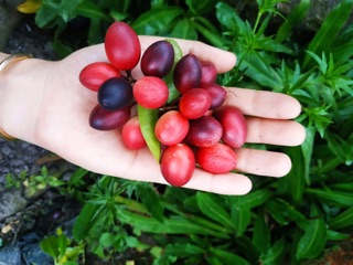 Cây Giống Siro Siêu Trái