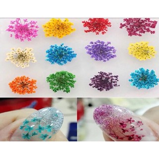 Bộ Hoa Khô Khay 12 Màu