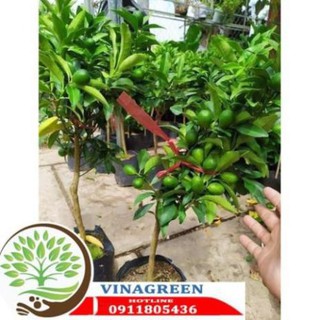Sản phẩm Cây Ăn Trái cây giống quất ngọt