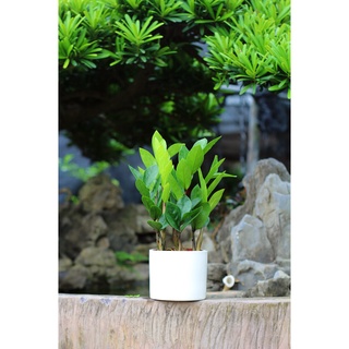 Cây kim tiền tài lộc , kim phát tài may mắn