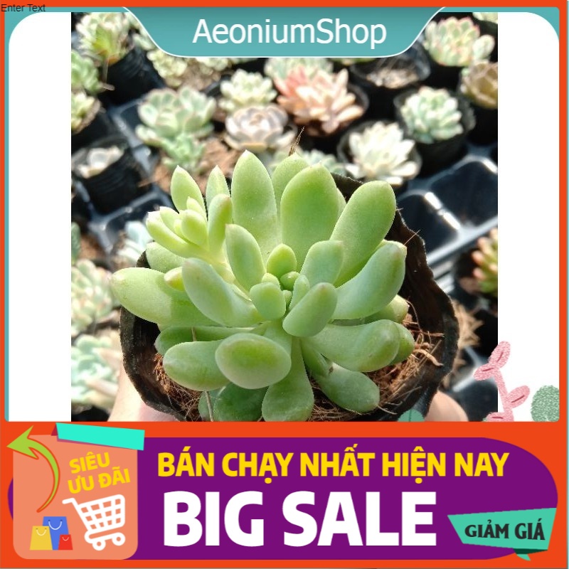 SEN ĐÁ THƯỢC DƯỢC THIÊN THANH  size mini 8x8 cm đã thuần khí hậu sức sống cao đẹp