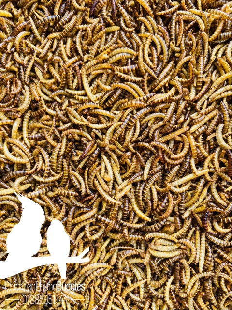 500g sâu gạo sấy khô dinh dưỡng