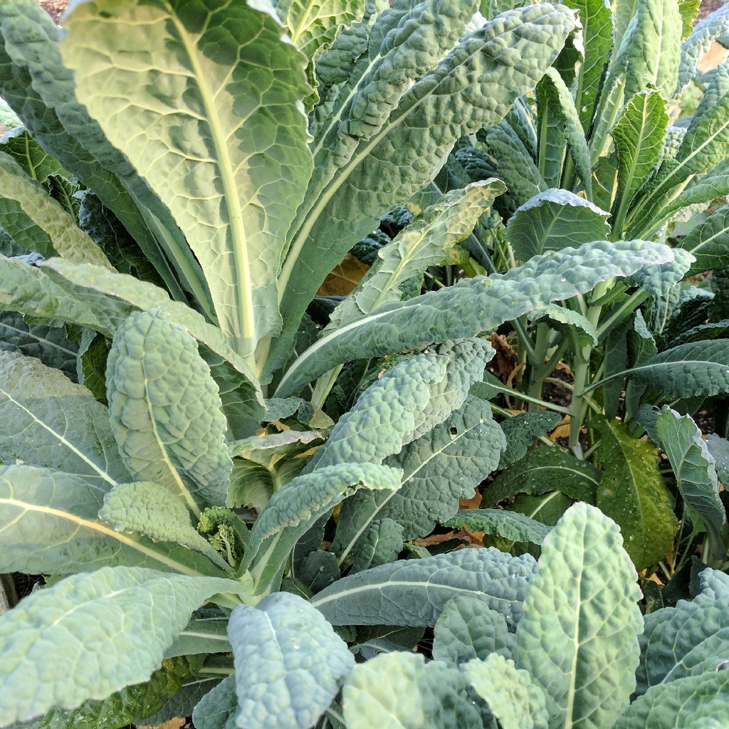Hạt giống cải Kale khủng long, đóng gói 5gr