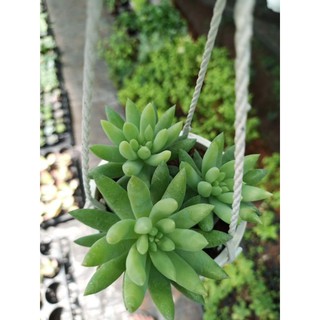 Sen đá chuỗi ngọc đứng - chậu treo